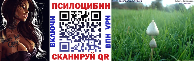 Псилоцибиновые грибы Psilocybe наркошоп Советский