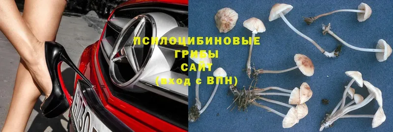 гидра ТОР  Советский  Галлюциногенные грибы MAGIC MUSHROOMS  где купить наркотик 